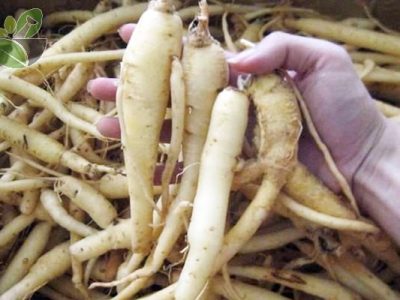 Cây Đẳng sâm có tác dụng gì, cách dùng khô và tươi đúng Cây Đẳng sâm có tác dụng gì, cách dùng khô và tươi đúng