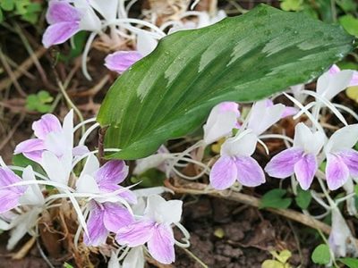 10+ Công dụng của Cây Tam Thất Nam cùng Hướng dẫn & các Lưu ý 10+ Công dụng của Cây Tam Thất Nam cùng Hướng dẫn & các Lưu ý