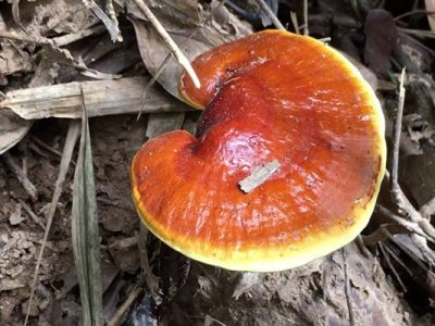 Tìm hiểu 20 tác dụng của Nấm Lim Xanh thần dược đất Việt Tìm hiểu 20 tác dụng của Nấm Lim Xanh thần dược đất Việt