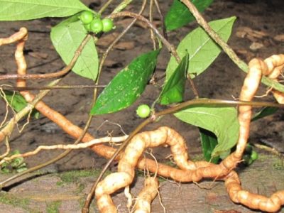 23 Tác Dụng Của Cây Ba Kích Tuyệt Vời Không Ngờ 23 Tác Dụng Của Cây Ba Kích Tuyệt Vời Không Ngờ